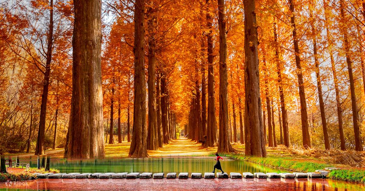 autumn-special-damyang-bamboo-forest-metasequoia-road-from-busan